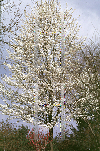 Picture of Pyrus calleryana 'Aristocrat'