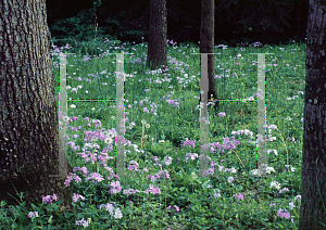 Picture of Phlox stolonifera 