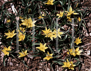 Picture of Tulipa urumiensis 