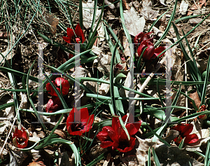 Picture of Tulipa kurdica 