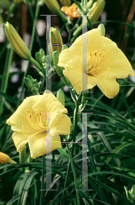 Picture of Hemerocallis  'Stella d'Oro'