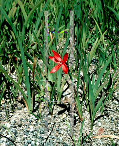 Picture of Hesperantha coccinea 