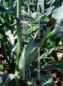 Picture of Zea mays 'King Arthur'