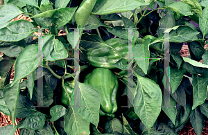 Picture of Capsicum annuum var. annuum 'Melody'