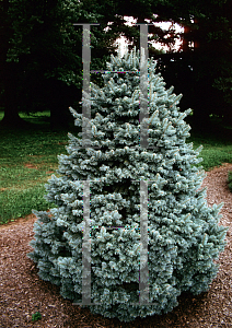 Picture of Abies lasiocarpa ssp. arizonica 'Compacta'