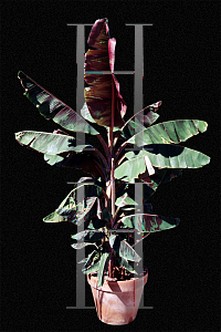 Picture of Musa acuminata 'Sumatrana'