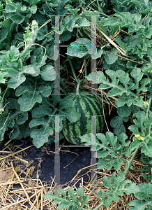 Picture of Citrullus lanatus 'Seedless Red Flesh'
