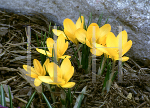 Picture of Crocus x hybridus 