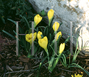 Picture of Sternbergia lutea 