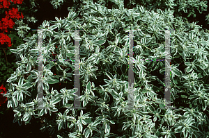 Picture of Euphorbia marginata 