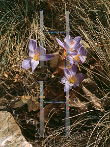 Picture of Crocus speciosus 