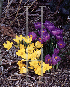 Picture of Crocus x hybridus 