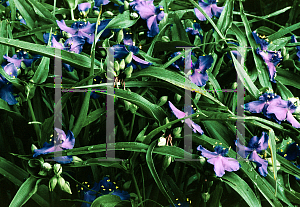 Picture of Tradescantia virginiana 'Zwanenberg Blue'