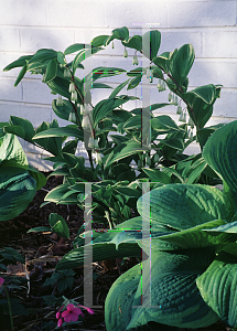 Picture of Polygonatum odoratum var. thunbergii 