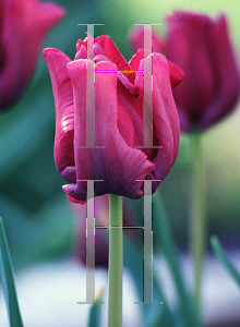 Picture of Tulipa  'Blue Parrot'