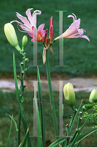 Picture of Lycoris squamigera 
