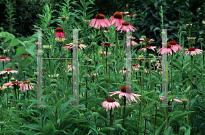 Picture of Echinacea purpurea 