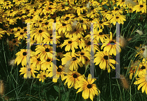 Picture of Rudbeckia hirta 'Indian Summer'