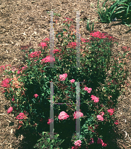 Picture of Spiraea x bumalda 'Crispii'