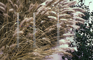 Picture of Pennisetum alopecuroides 'Purpurascens'