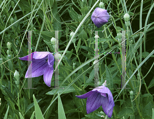 Picture of Platycodon grandiflorus 