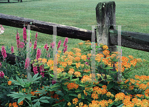 Picture of Asclepias tuberosa 