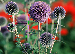 Picture of Echinops ritro 