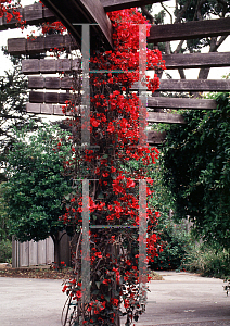 Picture of Bougainvillea  'Scarlet O'Hara'