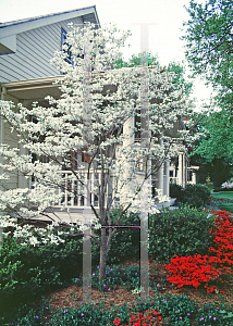 Picture of Cornus florida 