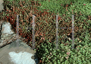 Picture of Sedum spurium 'Schorbuser Blut(Dragon's Blood)'