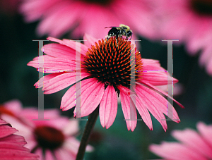 Picture of Echinacea purpurea 