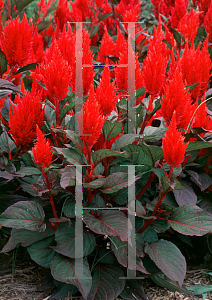 Picture of Celosia argentea (Plumosa Group) 'New Look'