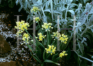 Picture of Allium moly 