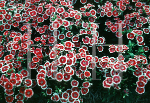 Picture of Dianthus chinensis x barbatus 'Telstar Picotee'