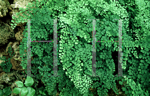 Picture of Adiantum macrophyllum 