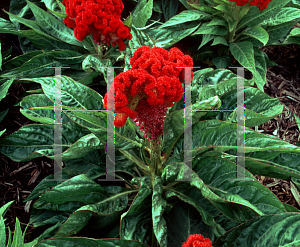 Picture of Celosia argentea (Cristata Group) 'Kardinal Improved'