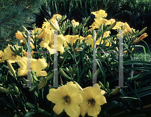 Picture of Hemerocallis  'Honest Pleasure'