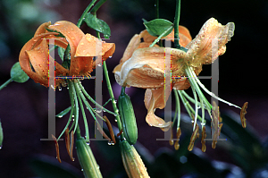 Picture of Lilium henryi 