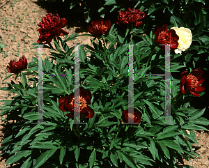 Picture of Paeonia lactiflora 'Chocolate Soldier'