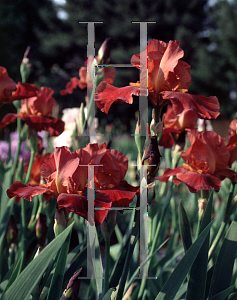 Picture of Iris germanica 'Brimstone'