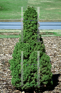 Picture of Picea glauca var. albertiana 'Conica'