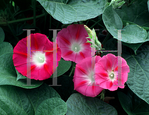 Picture of Ipomoea tricolor 'Crimson Rambler'