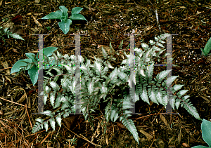 Picture of Athyrium nipponicum 'Pictum'