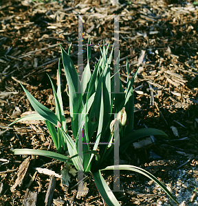 Picture of Tulipa tarda 