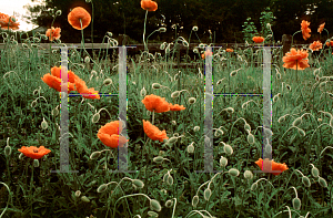 Picture of Papaver orientale 