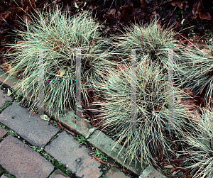 Picture of Festuca glauca 