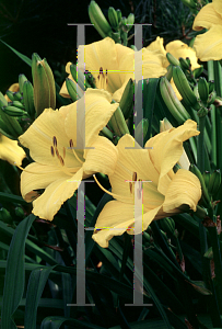 Picture of Hemerocallis  'Buttered Popcorn'