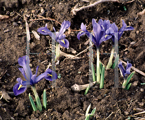 Picture of Iris reticulata 'Joyce'