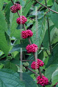 Picture of Callicarpa americana 