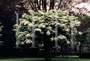 Picture of Cornus kousa 